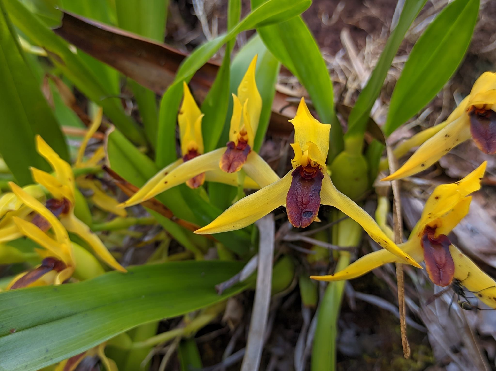 Maxillaria rhombea